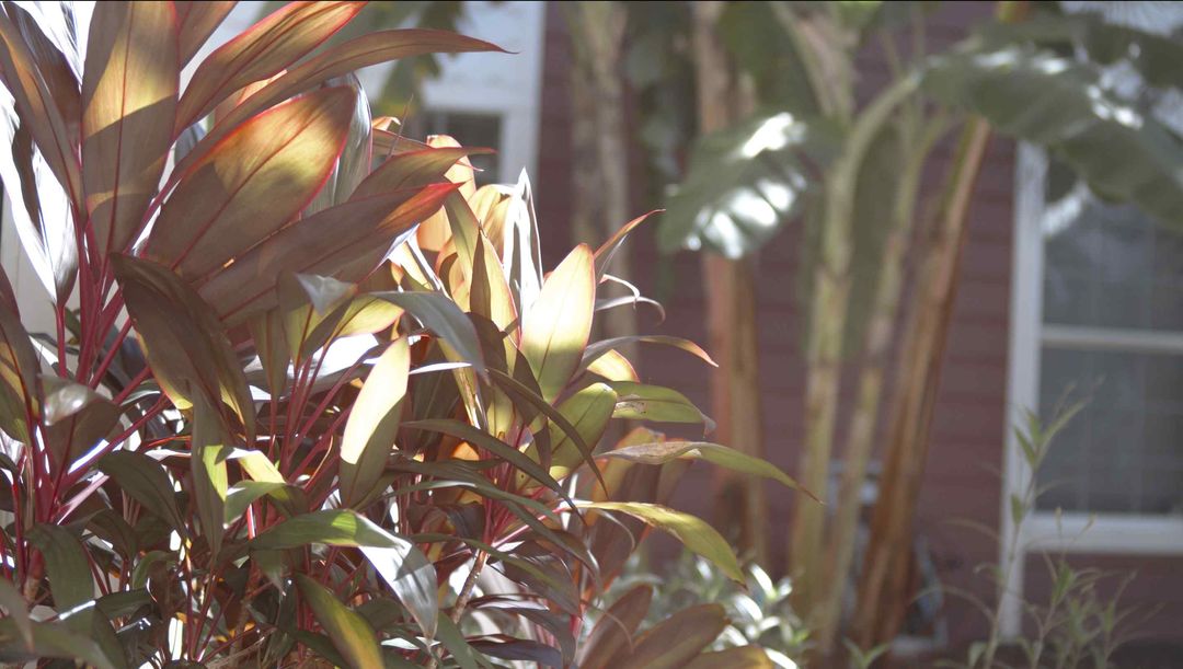 outdoor tropical plants