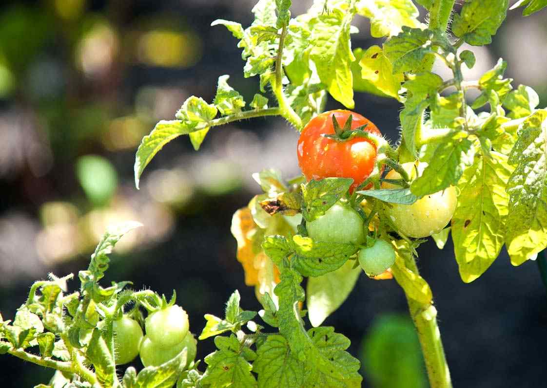 tomato plant