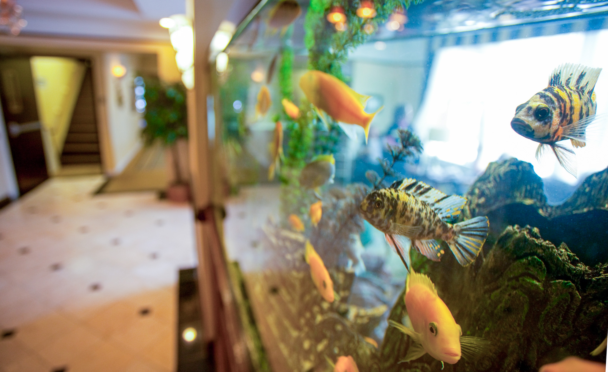 Morristown Fish